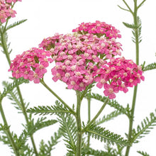 Load image into Gallery viewer, OpenPlantData Achillea Summerwine
