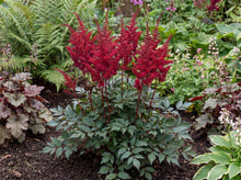 Load image into Gallery viewer, OpenPlantData Astilbe Montgomery
