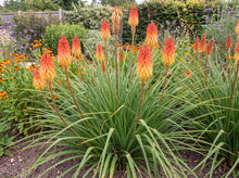 Load image into Gallery viewer, OpenPlantData Kniphofia Alcazar

