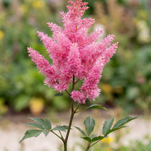 Load image into Gallery viewer, OpenPlantData Astilbe Younique Pink
