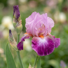 Load image into Gallery viewer, OpenPlantData Iris Autumn Rose
