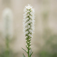 Load image into Gallery viewer, OpenPlantData Liatris Spicata Alba
