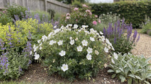 Load image into Gallery viewer, OpenPlantData Geranium Album
