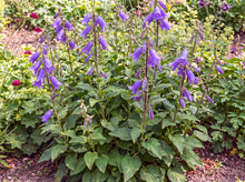 Load image into Gallery viewer, OpenPlantData Campanula Sarastro
