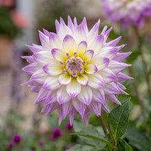 Load image into Gallery viewer, OpenPlantData Dahlia Ferncliff Illusion
