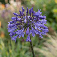 Load image into Gallery viewer, OpenPlantData Agapanthus Black Buddha
