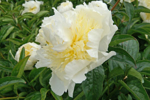 Honey Gold (Herbaceous / Mid Season)