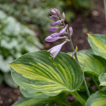 Load image into Gallery viewer, OpenPlantData Hosta Colored Hulk

