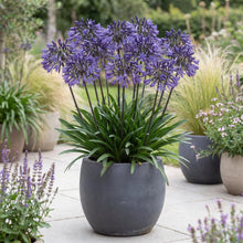 Load image into Gallery viewer, OpenPlantData Agapanthus Black Buddha
