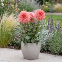 Load image into Gallery viewer, OpenPlantData Dahlia Ottos Thrill
