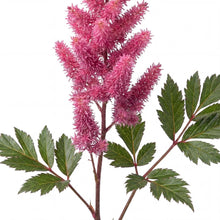Load image into Gallery viewer, OpenPlantData Astilbe Maggie Daley
