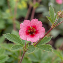 Load image into Gallery viewer, OpenPlantData Potentilla nepalensis 'Miss Willmott'
