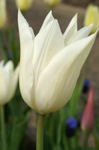 Tulip Lily Flowering White Triumphator 26517212
