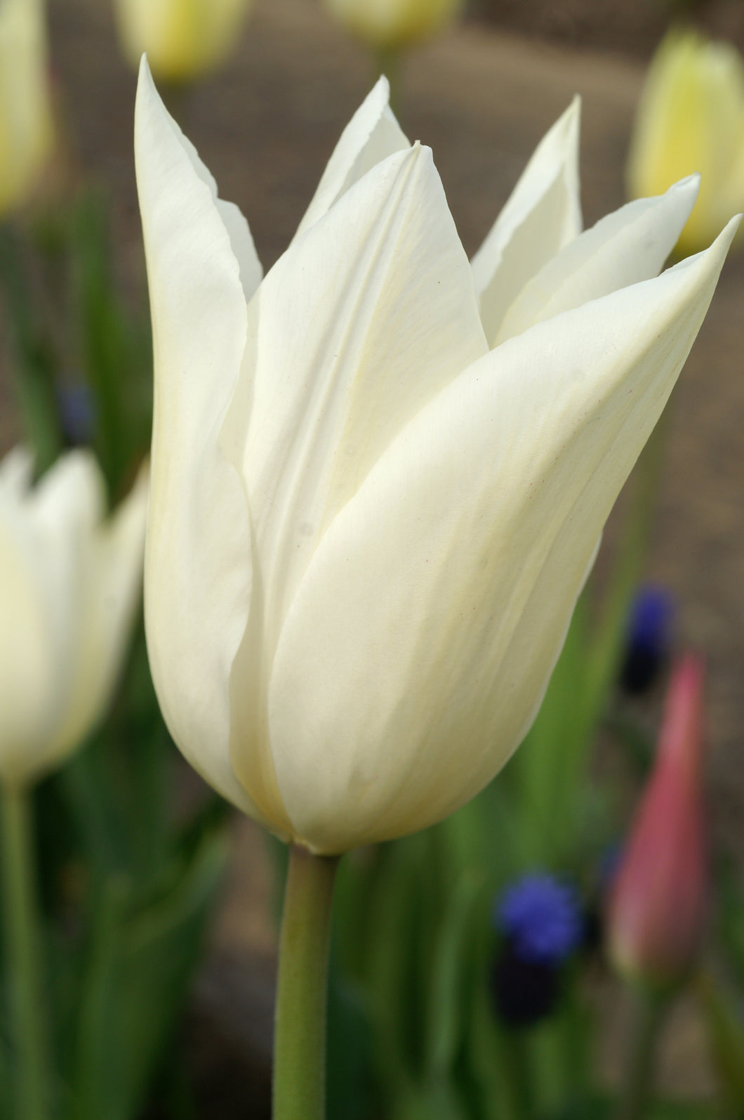 Tulip Lily Flowering White Triumphator 26517212