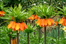Load image into Gallery viewer, *NEW Fritillaria - Aurora 21781420
