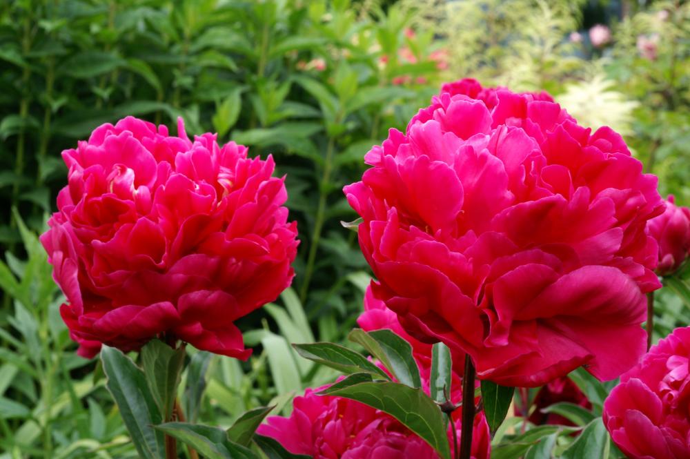 Karl Rosenfield (Herbaceous / Mid Season) (Copy)