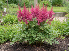 Load image into Gallery viewer, OpenPlantData Astilbe Maggie Daley
