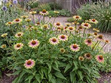 Load image into Gallery viewer, OpenPlantData Echinacea purpurea Green Twister
