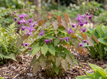 Load image into Gallery viewer, OpenPlantData Epimedium Lilafee

