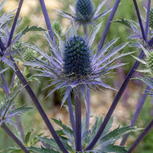 Load image into Gallery viewer, OpenPlantData Eryngium Big Blue

