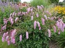 Load image into Gallery viewer, OpenPlantData Sanguisorba hakusanensis Lilac Squirrel
