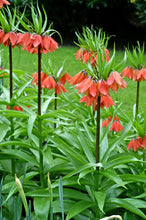 Load image into Gallery viewer, *NEW Fritillaria - Rubra 27551420
