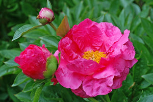 Paula Fay (Herbaceous / Very Early Season)