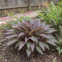 Load image into Gallery viewer, OpenPlantData Hosta Bloodline
