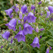 Load image into Gallery viewer, OpenPlantData Campanula Sarastro
