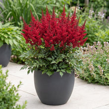 Load image into Gallery viewer, OpenPlantData Astilbe Vision Vulcano
