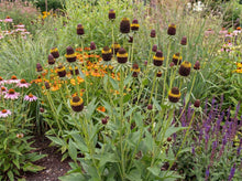Load image into Gallery viewer, OpenPlantData Rudbeckia Occidentalis Black Beauty
