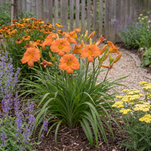 Load image into Gallery viewer, OpenPlantData Hemerocallis Mauna Loa
