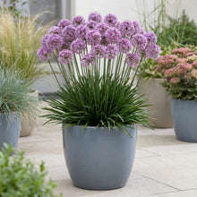 Load image into Gallery viewer, OpenPlantData Allium Millenium
