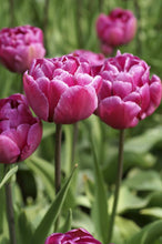 Load image into Gallery viewer, *NEW Tulip Double Late Blue Diamond 85827212
