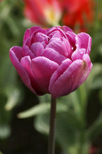 Load image into Gallery viewer, *NEW Tulip Double Late Blue Diamond 85827212
