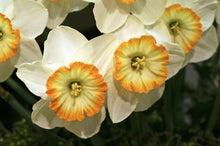 Load image into Gallery viewer, *NEW Daffodil Large Cupped - Happy Smiles 53245514
