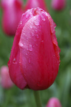 Load image into Gallery viewer, *NEW Tulip Single Late Renown 20457212
