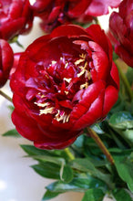 Load image into Gallery viewer, Buckeye Belle (Herbaceous / Early Season)
