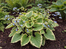 Load image into Gallery viewer, OpenPlantData Brunnera macrophylla Hadspen Cream

