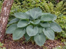Load image into Gallery viewer, OpenPlantData Hosta Big Daddy
