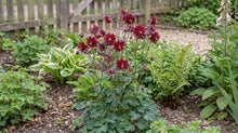 Load image into Gallery viewer, OpenPlantData Aquilegia vulgaris var. stellata Ruby Port
