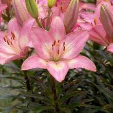 Load image into Gallery viewer, OpenPlantData Lilium Rozalynn
