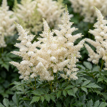 Load image into Gallery viewer, OpenPlantData Astilbe Lowlands White
