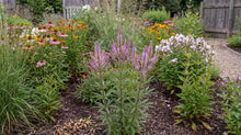 Load image into Gallery viewer, OpenPlantData Veronicastrum virginicum Cupid
