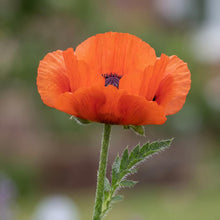Load image into Gallery viewer, OpenPlantData Papaver orientale Beauty of Livermere
