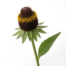 Load image into Gallery viewer, OpenPlantData Rudbeckia Occidentalis Black Beauty
