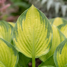 Load image into Gallery viewer, OpenPlantData Hosta Stained Glass
