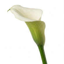 Load image into Gallery viewer, OpenPlantData Calla Crystal Clear
