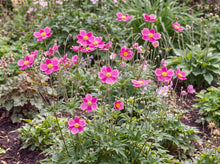 Load image into Gallery viewer, OpenPlantData Anemone lesseri Spring Beauty Pink

