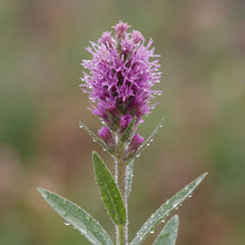 Load image into Gallery viewer, OpenPlantData Liatris spicata Goblin
